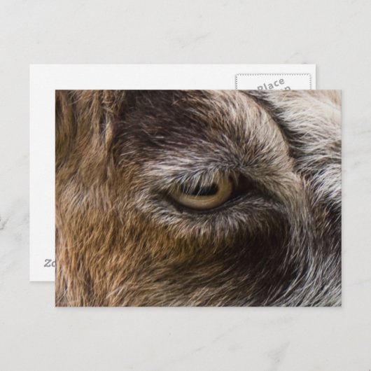 Geitenoogbriefkaart Briefkaart (Voorkant / Achterkant)