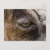 Geitenoogbriefkaart Briefkaart (Voorkant)