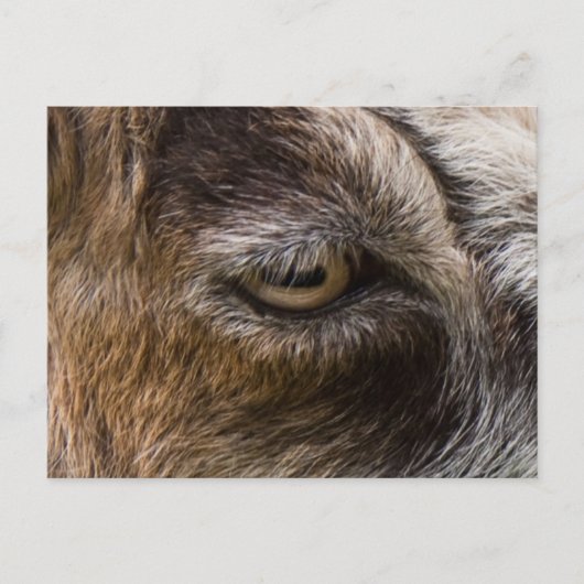 Geitenoogbriefkaart Briefkaart (Voorkant)