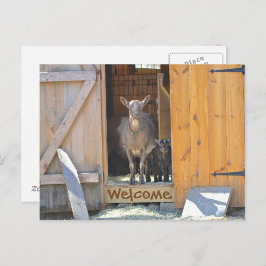 Geitenpost Kaart (Voorkant / Achterkant)