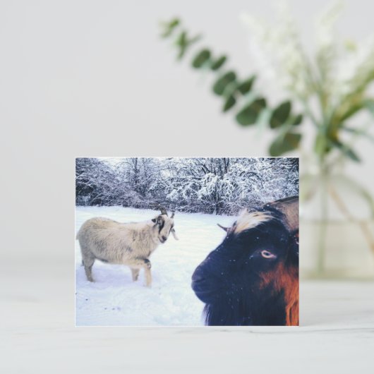 Geitenpower Briefkaart (Staand voorkant)