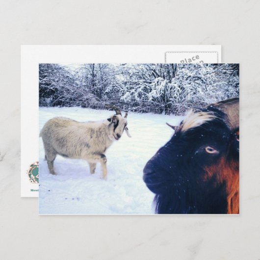 Geitenpower Briefkaart (Voorkant / Achterkant)