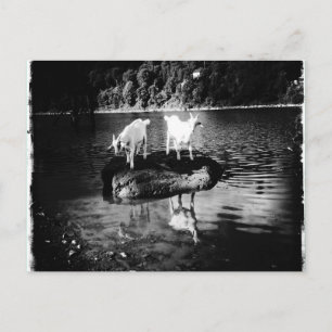 Geitenpower Briefkaart