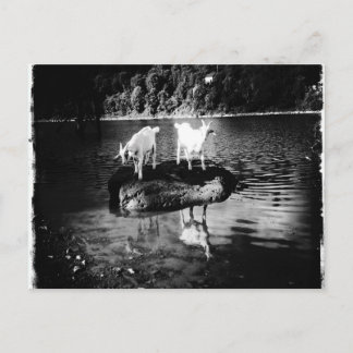 Geitenpower Briefkaart