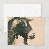 Geitenprofiel Briefkaart (Voorkant / Achterkant)