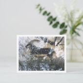 Geitenschilderij of Chamois, rotsschilderij in de  Briefkaart (Staand voorkant)