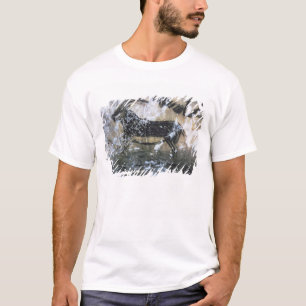 Geitenschilderij of Chamois, rotsschilderij in de T-shirt