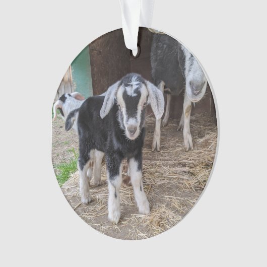 Geitensornament 2 afbeeldingen ornament (voorkant)