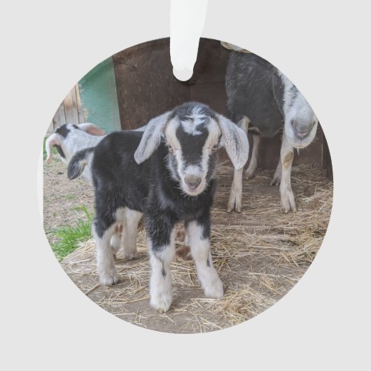 Geitensornament 2 afbeeldingen ornament (voorkant)