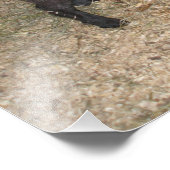 Geitenstand bij Hay Feeder bij een provinciale beu Foto Afdruk (Hoek)