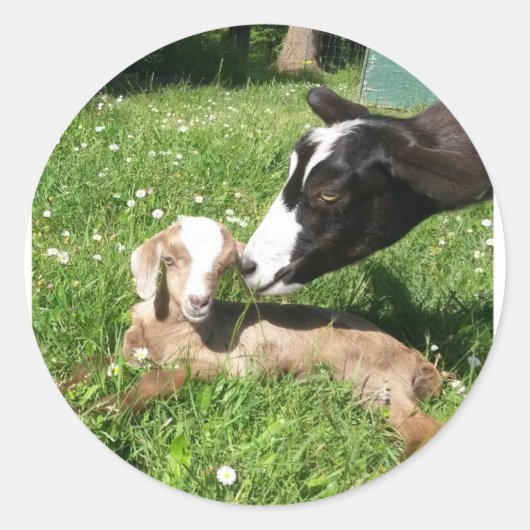 Geitenstickers set van 6 ronde sticker (Voorkant)