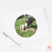 Geitenstickers set van 6 ronde sticker (Envelop)