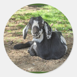 Geitenstickers set van 6 ronde sticker