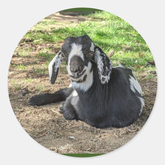 Geitenstickers set van 6 ronde sticker (Voorkant)