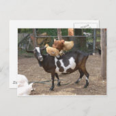 Geitentaxi Briefkaart (Voorkant / Achterkant)