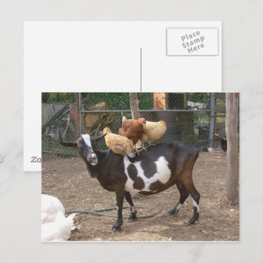 Geitentaxi Briefkaart (Voorkant / Achterkant)