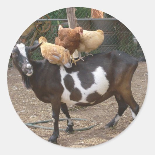 Geitentaxi Ronde Sticker (Voorkant)