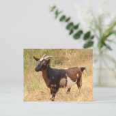 Geitenvlees Afbeelding Briefkaart (Staand voorkant)
