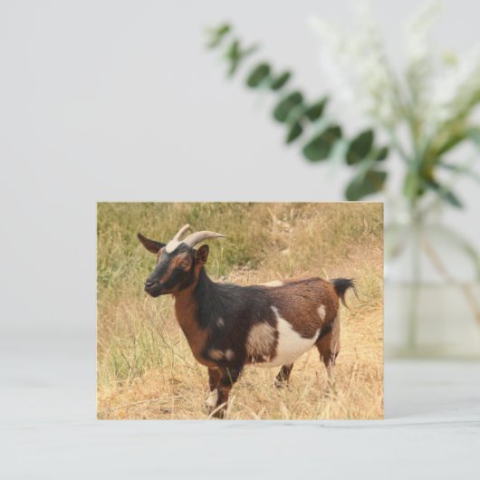 Geitenvlees Afbeelding Briefkaart (Staand voorkant)