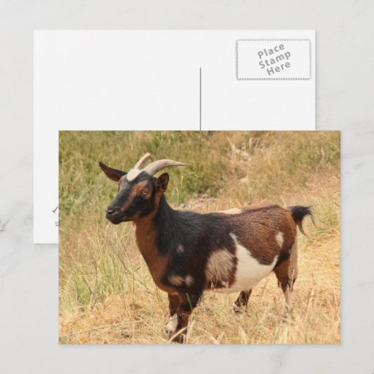 Geitenvlees Afbeelding Briefkaart (Voorkant / Achterkant)