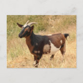 Geitenvlees Afbeelding Briefkaart (Voorkant)