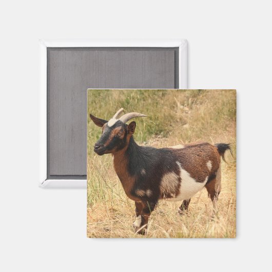 Geitenvlees Afbeelding Magneet (Voorkant / Achterkant)