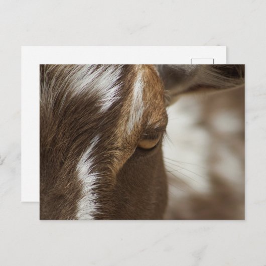 Geitenvlees Briefkaart (Voorkant / Achterkant)