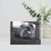 Geitenvlees Briefkaart (Staand voorkant)