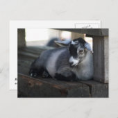 Geitenvlees Briefkaart (Voorkant / Achterkant)