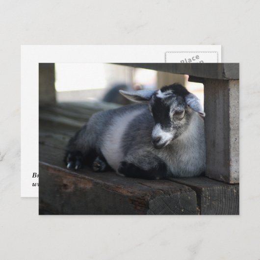 Geitenvlees Briefkaart (Voorkant / Achterkant)