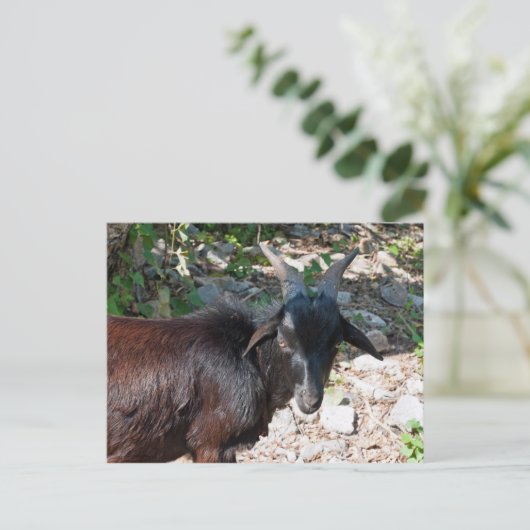 Geitenvlees Briefkaart (Staand voorkant)