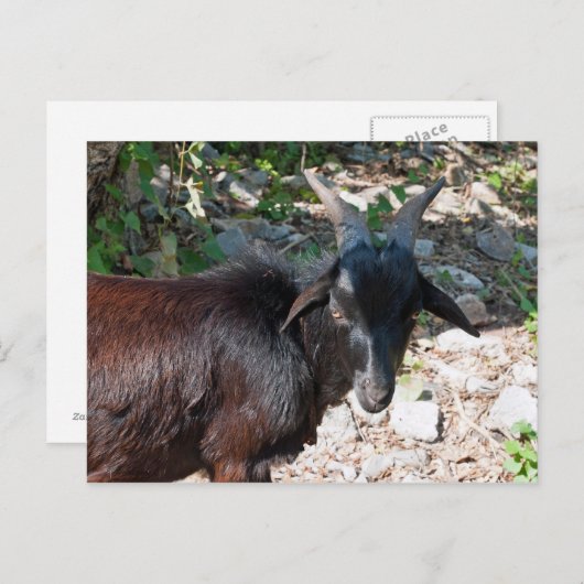 Geitenvlees Briefkaart (Voorkant / Achterkant)