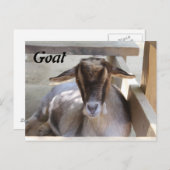 Geitenvlees Briefkaart (Voorkant / Achterkant)