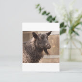 Geitenvlees Briefkaart (Staand voorkant)