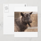 Geitenvlees Briefkaart (Voorkant / Achterkant)