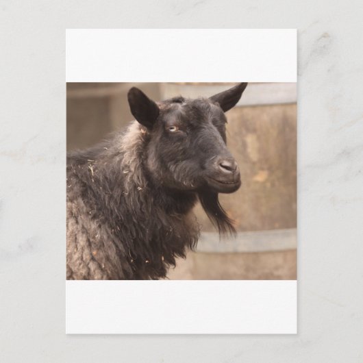 Geitenvlees Briefkaart (Voorkant)