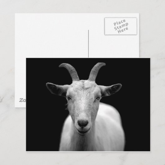 Geitenvlees Briefkaart (Voorkant / Achterkant)