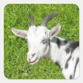 Geitenvlees Dierfoto Vierkante Sticker (Voorkant)