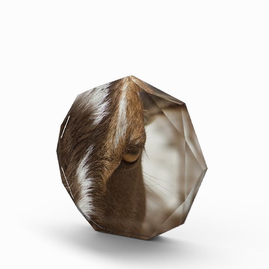 Geitenvlees Fotoblokken (Rechts)