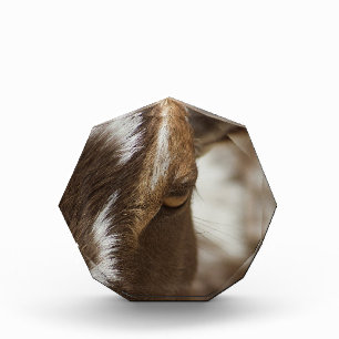 Geitenvlees Fotoblokken