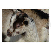 Geitenvlees Kind (Voorkant Horizontaal)