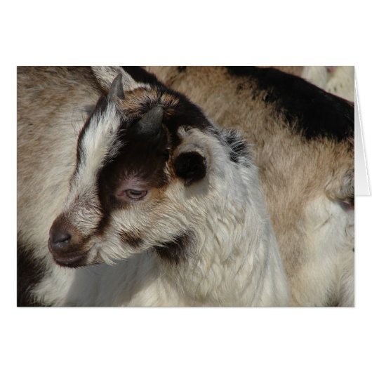 Geitenvlees Kind (Voorkant Horizontaal)