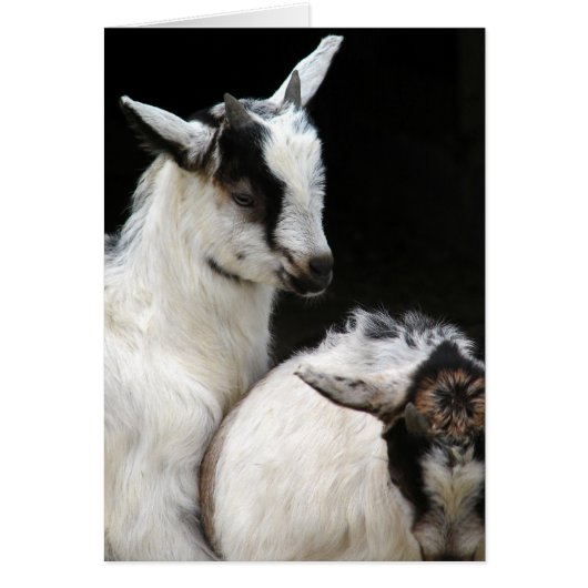 Geitenvlees Kinder (Voorkant)