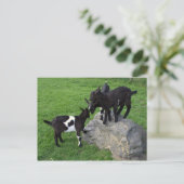 Geitenvlees kinder briefkaart (Staand voorkant)