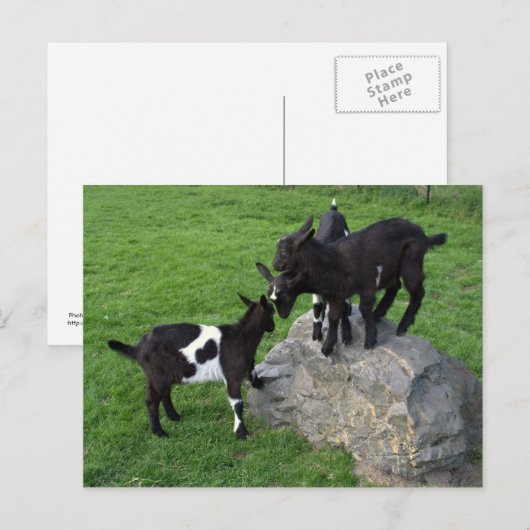 Geitenvlees kinder briefkaart (Voorkant / Achterkant)