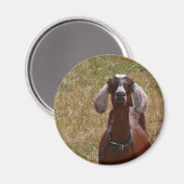 Geitenvlees Magneet (Voorkant / Achterkant)