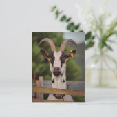 Geitenvlees met horens die tegen het hek staan briefkaart (Staand voorkant)