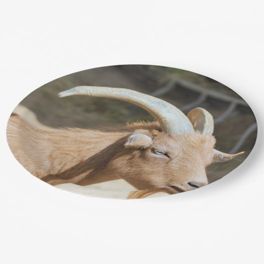 Geitenvlees Papieren Bordje (Gekanteld)