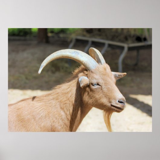 Geitenvlees Poster (Voorkant)