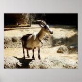 Geitenvlees Poster (Voorkant)